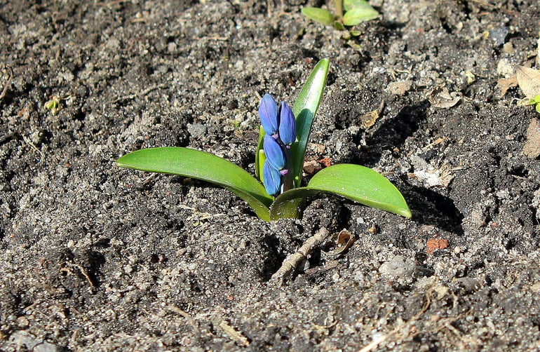 lawn fertilizer in spring.jpg