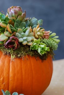 succulent pumpkin.jpg